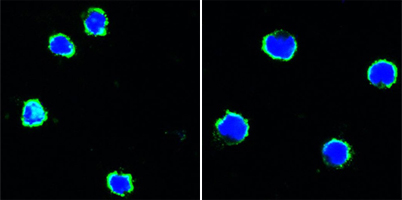 ICC - KI67 Antibody AO1294a